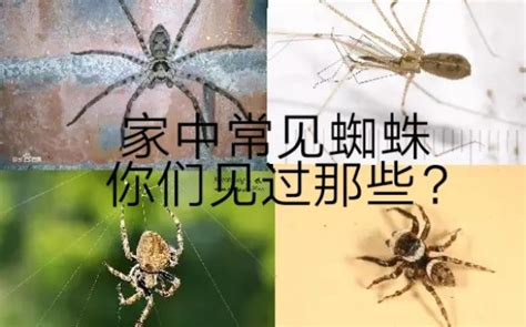 房有蜘蛛|8种常见的家蜘蛛：无害还是有害？